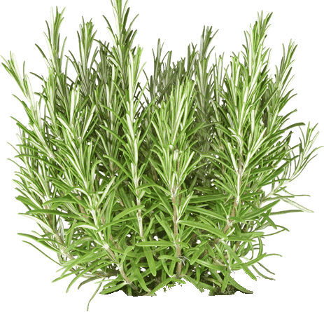 Rosemary Oil Rosemary Oil and Coconut Oil